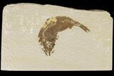 Bargain, 3" Fossil Fish (Knightia) - Wyoming - #186416-1